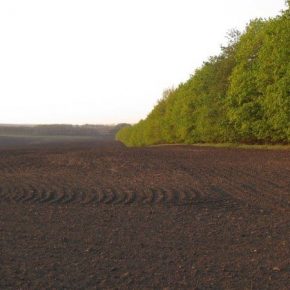 На полях Херсонщины будут восстанавливать лесополосы