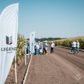 LNZ презентовала новые гибриды кукурузы LEGEND