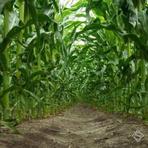 В Украине прогнозируется увеличение площадей под кукурузой