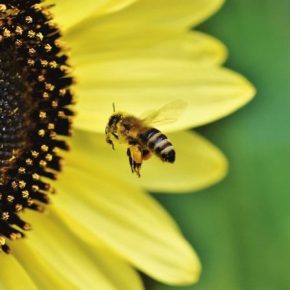 Через риски для пчел Франция запретила два пестициды