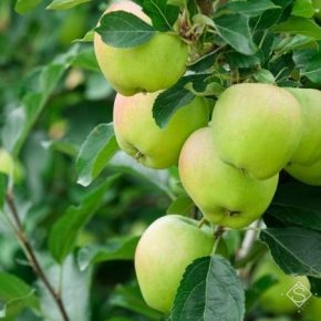 Урожай яблок в мире возрастет на 7% — прогноз