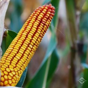 Ученые ищут пути увеличения урожайности ГМ-кукурузы