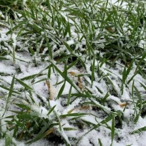 Озимые на полях находятся в состоянии неглубокого зимнего покоя или медленно вегетируют