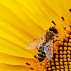 ЕС запретил пестицид компании Bayer за его вред пчелам
