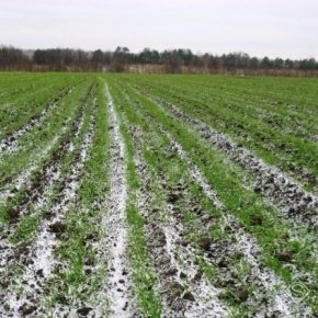 Аномальная погода угрожает урожаю озимых на Ровенщине — аграрий