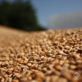 В Украине выросли закупочные цены на пшеницу