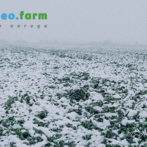 На Украину надвигаются дожди и снег — прогноз погоды