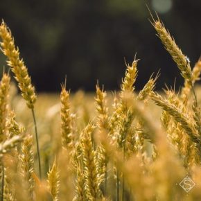Названы области с наибольшим приростом площадей под пшеницей за последние 10 сезонов