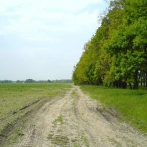 Для восстановления плодородия почв на Херсонщине высадят лесополосы