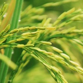 В Китае гибридным солестойким рисом засеют 7 млн га