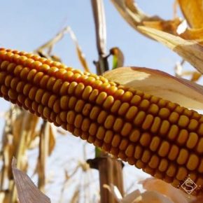 Используя Вітазим немецкий фермер получил на 10% более высокую урожайность кукурузы