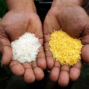 Генетически модифицированный Золотой Рис одобрен на Филиппинах