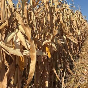 В 4 областях прирост площадей под кукурузой за последние 10 сезонов превысил 200 тыс. га