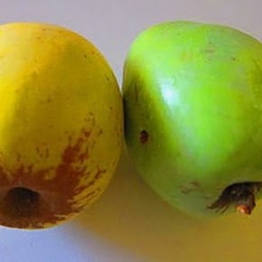 Старые сорта фруктов снова становятся выгодными для производства — испанский эксперт