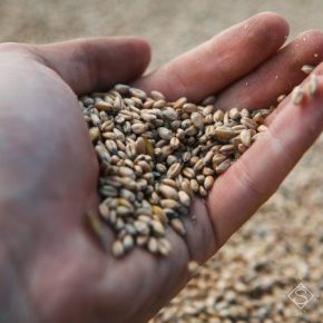 Аграриям советуют не продавать зерновые за ирано-американский конфликт