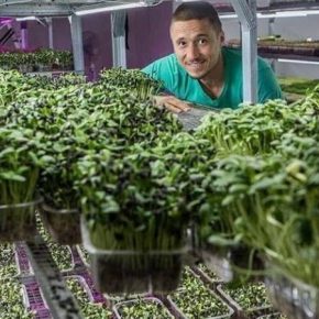 Одессит наладил бизнес по выращиванию микрозелени в вертикальной ферме