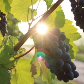 На юге Украины существенно сократились объемы переработки винограда