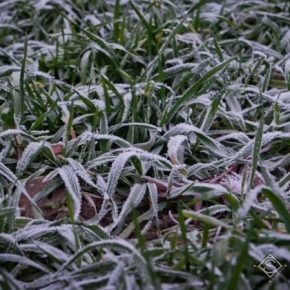 Внезапные морозы угрожают урожаям пшеницы на Харьковщине