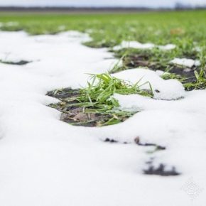 Отсутствие морозов благоприятно сказывается на посевах озимых зерновых — Укргидрометцентр