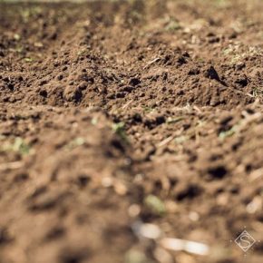 Состояние украинских почв становится проблемой экологической безопасности страны
