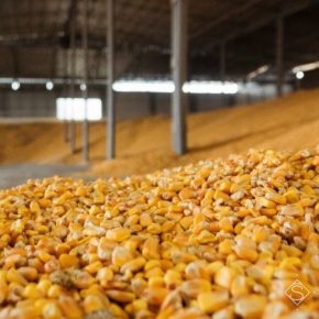 USDA повысило прогноз производства кукурузы в Украине