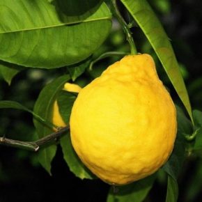 В теплицах на Запорожье выращивают органические лимоны