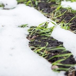 Выпадение снега грозит дальнейшим увеличением вредоносности грызунов