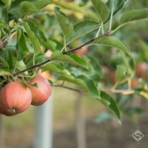 Украина вошла в тройку мировых лидеров по производству яблок и черешни