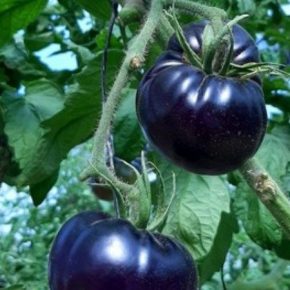 В мире растет спрос на фиолетовые томаты