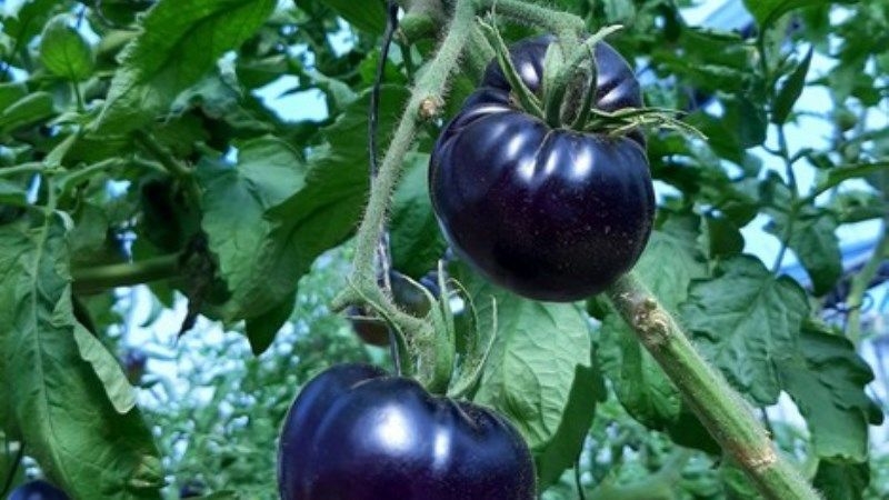 У світі зростає попит на фіолетові томати