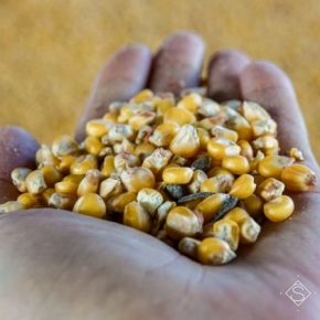 В Украине продолжает снижаться закупочная цена на кукурузу