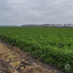 Аномальная зима на Херсонщине повлияла на сроки сева овощных культур
