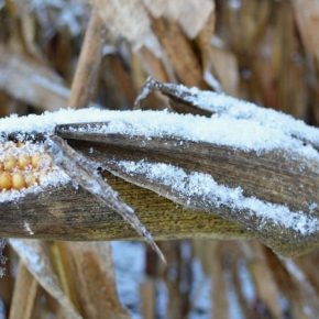Ученые исследовали возможность адаптации сельхозкультур до низких температур