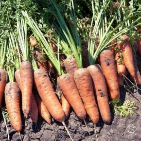 На Херсонщине экспериментируют с выращиванием морозостойкой моркови