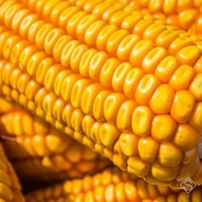 За прошедшие два сезона урожайность кукурузы в Украине достигла рекордных показателей