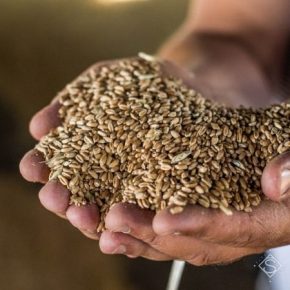 Аграриям Черноморского региона прогнозируют высокие урожаи зерновых
