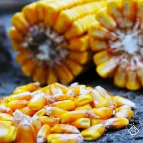 Со столетних зерен ученые планируют вывести новый сорт кукурузы