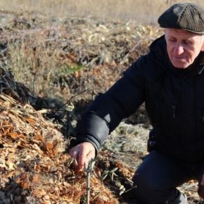 Луганский фермер выращивает овощи и экзотические культуры по органической технологии