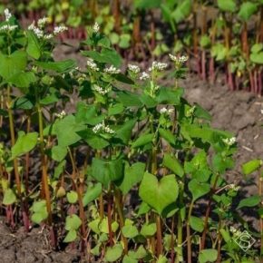 Отрасль семеноводства гречихи в Украине переживает упадок — ученые