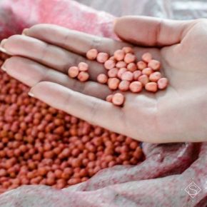 На Луганщине борются с распространением фальсифицированного семена сельхозкультур