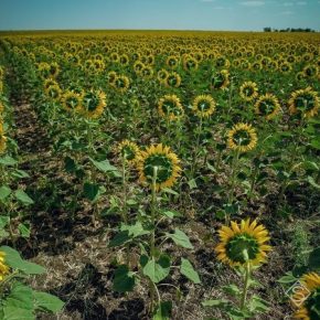 Большинство подсолнечника в Украине выращивается с нарушением севооборота