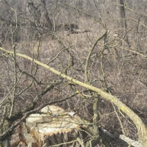 На Николаевщине продолжают уничтожать полезащитные лесополосы