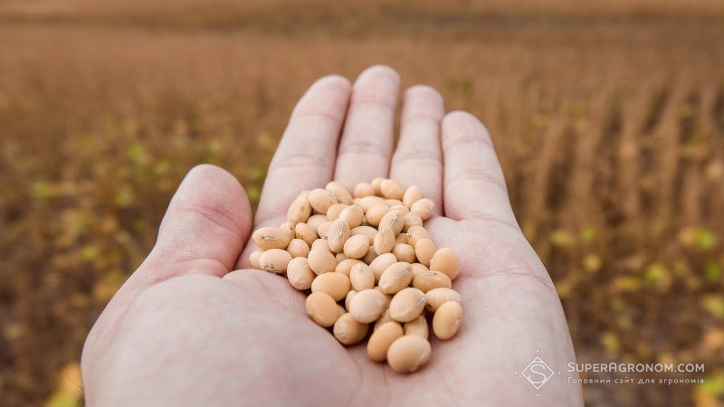 Названо ключові причини поширення ГМ-насіння сої в Україні