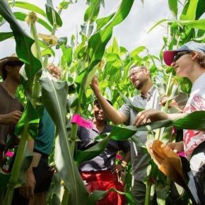 Ученые адаптируют тропические сорта кукурузы для выращивания в условиях изменения климата