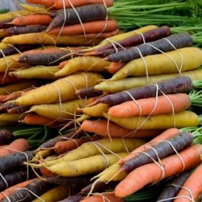 В Израиле на экспорт выращивают разноцветную морковь