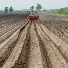Беларусь сокращает посевные площади под картофелем