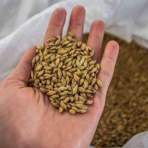 Мошенники выманили у хозяйства почти 145 тыс. грн предоплаты за семена