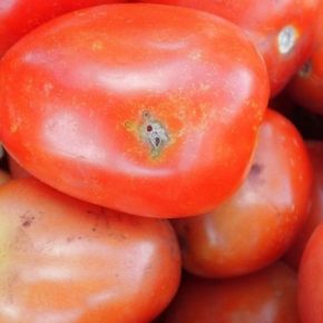 На Киевщине задержали зараженный груз импортных томатов