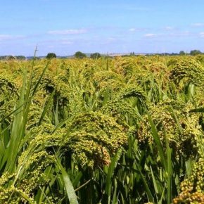Прошлый сезон отметился рекордной урожайностью проса в Украине
