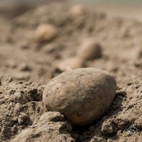 В Госстате рассказали о прошлогодние потери отечественных картофелеводов